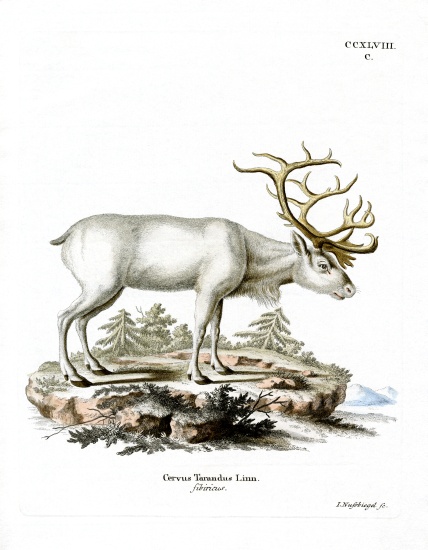 Siberian Reindeer de German School, (19th century)
