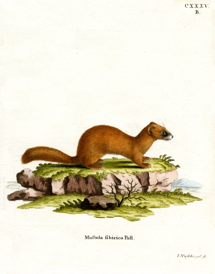 Siberian Weasel de German School, (19th century)