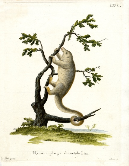 Silky Anteater de German School, (19th century)