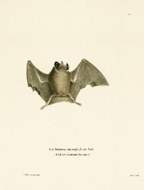 Silky Short-tailed Bat