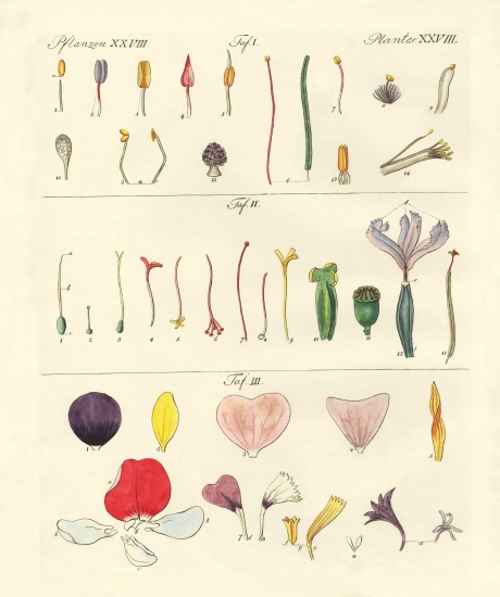 Single flower parts de German School, (19th century)
