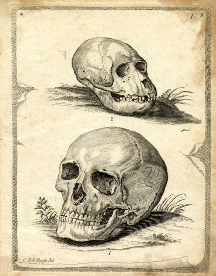 Skulls de German School, (19th century)