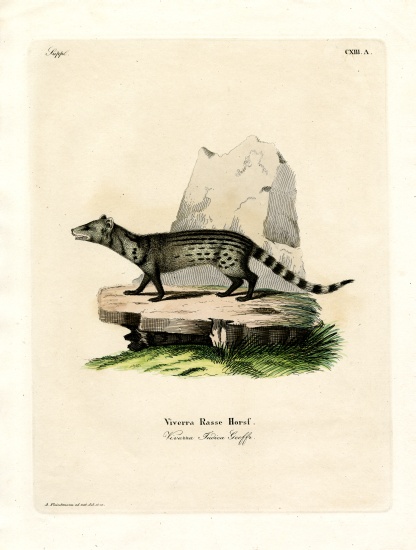 Small Indian Civet de German School, (19th century)