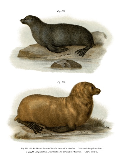 South American Fur Seal de German School, (19th century)