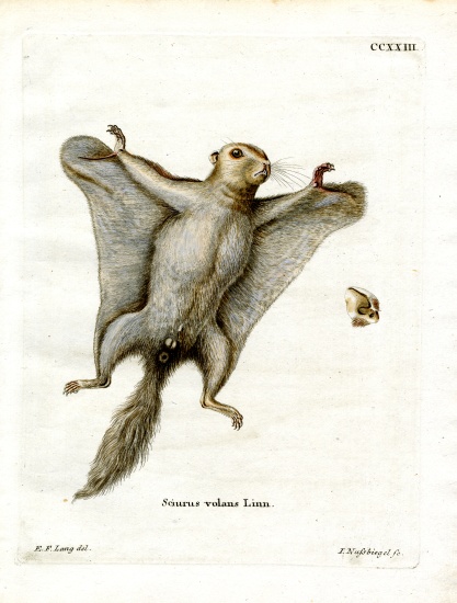 Southern Flying Squirrel de German School, (19th century)