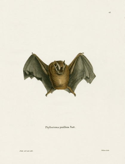 Southern Little Yellow-eared Bat de German School, (19th century)
