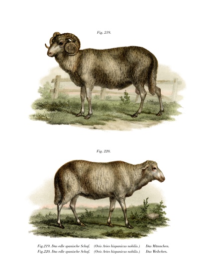 Spanish Sheep de German School, (19th century)