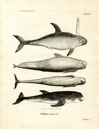 Species of Dolphins de German School, (19th century)