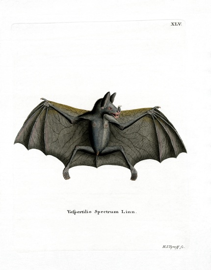 Spectral Bat de German School, (19th century)