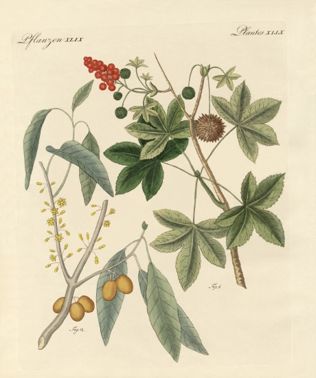 Spicy plants de German School, (19th century)