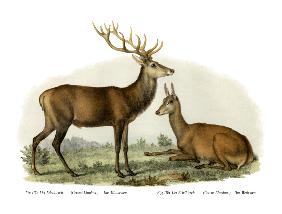 Stag