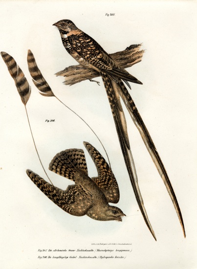 Standard-winged Nightjar de German School, (19th century)
