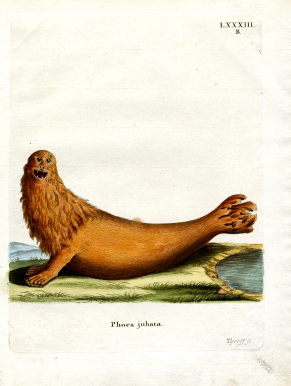 Steller Sea Lion de German School, (19th century)