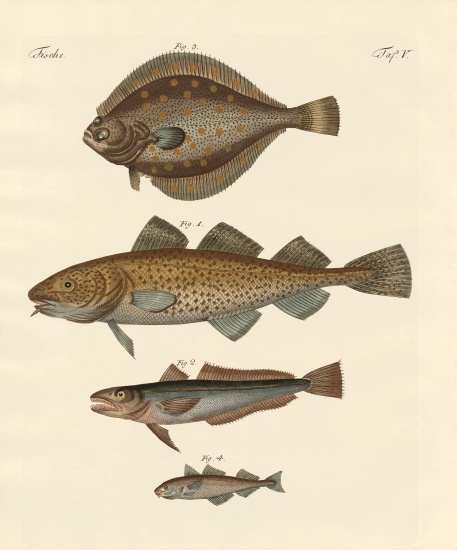 Stockfish de German School, (19th century)