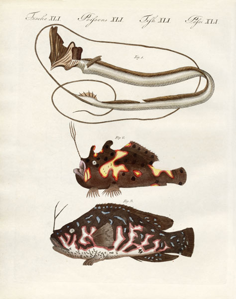 Strange fish de German School, (19th century)