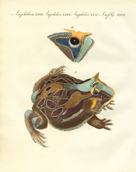 Strange amphibians de German School, (19th century)