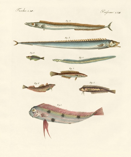 Strange and beautiful fish de German School, (19th century)
