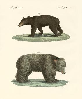 Strange bears
