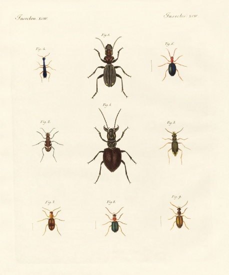 Strange beetles de German School, (19th century)