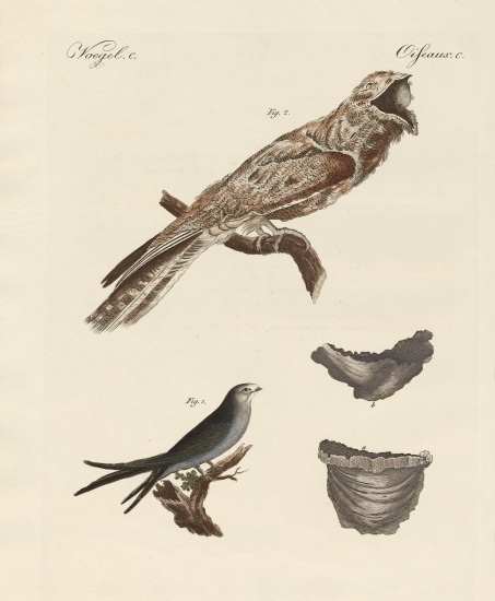 Strange birds de German School, (19th century)