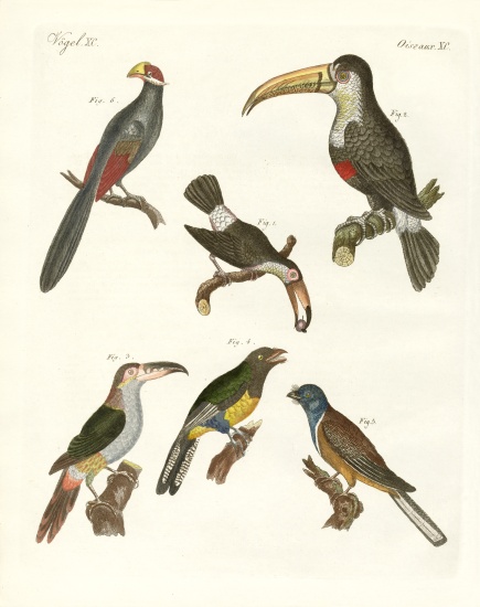 Strange birds de German School, (19th century)