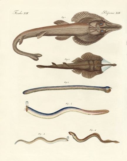 Strange cartilageous fish de German School, (19th century)