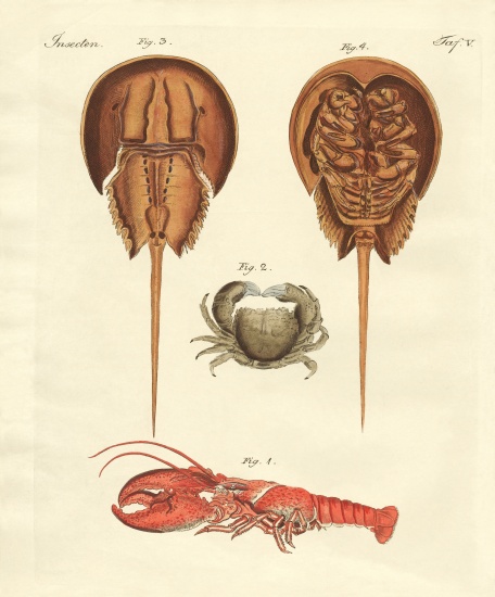 Strange crabs de German School, (19th century)