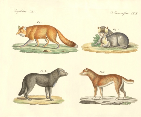 Strange dogs and foxes de German School, (19th century)