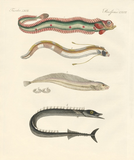 Strange fish de German School, (19th century)