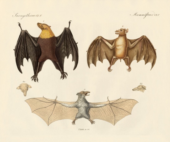 Strange flap animals de German School, (19th century)