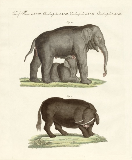 Strange four-footed animals de German School, (19th century)