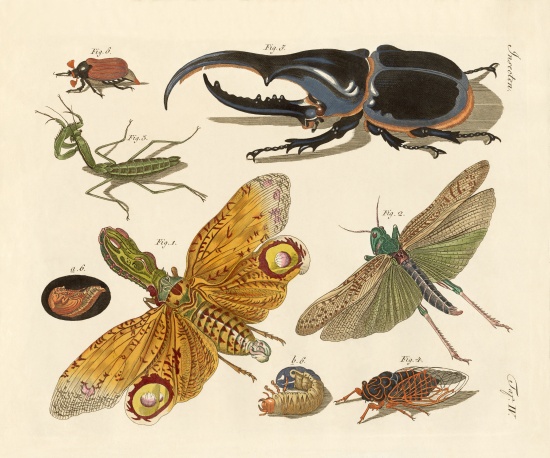 Strange insects de German School, (19th century)