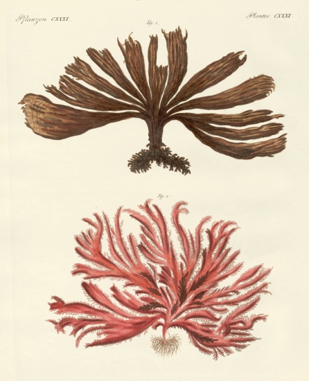 Strange kinds of seaweed de German School, (19th century)