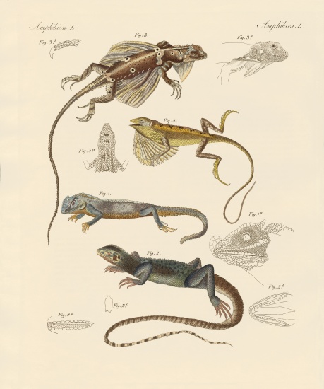 Strange lizards de German School, (19th century)