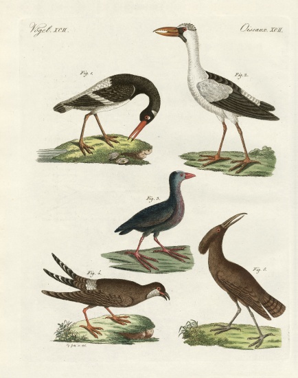 Strange marsh-birds de German School, (19th century)