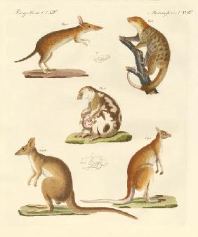 Strange marsupials