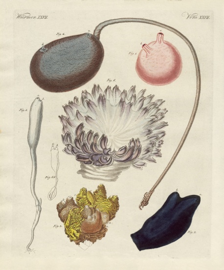 Strange molluscs de German School, (19th century)