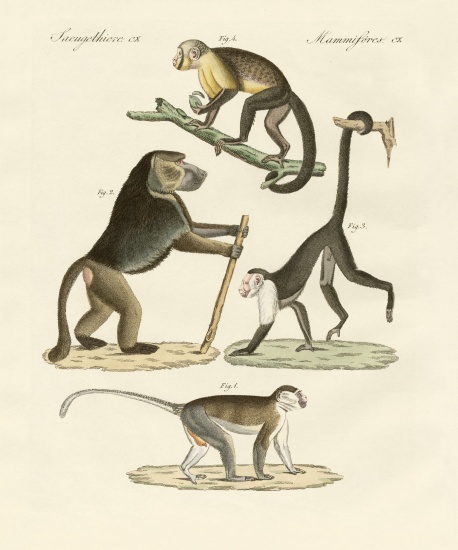 Strange monkeys de German School, (19th century)