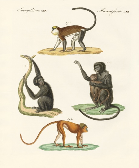 Strange monkeys de German School, (19th century)