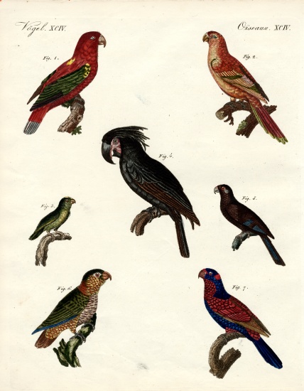 Strange parrots de German School, (19th century)