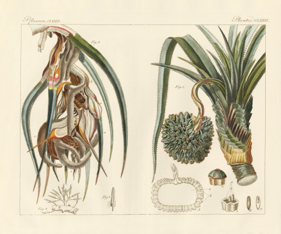 Strange plants de German School, (19th century)