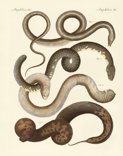 Strange snake de German School, (19th century)