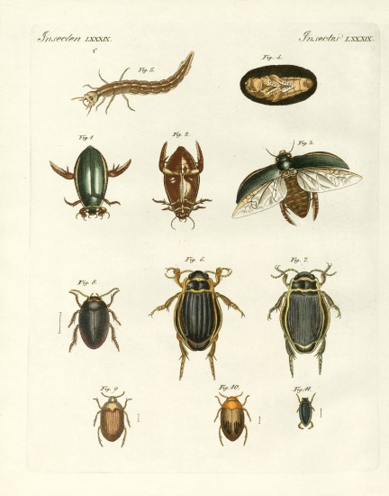 Strange swimming beetles de German School, (19th century)