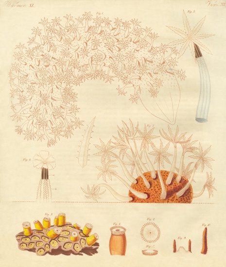 Strange worms, zoophytes de German School, (19th century)