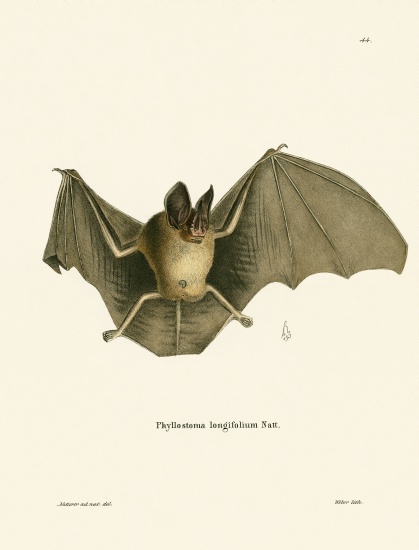 Striped Hairy-nosed Bat de German School, (19th century)