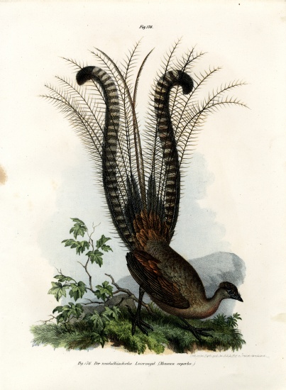 Superb Lyrebird de German School, (19th century)
