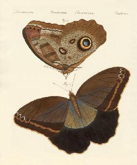 Surinam butterflies