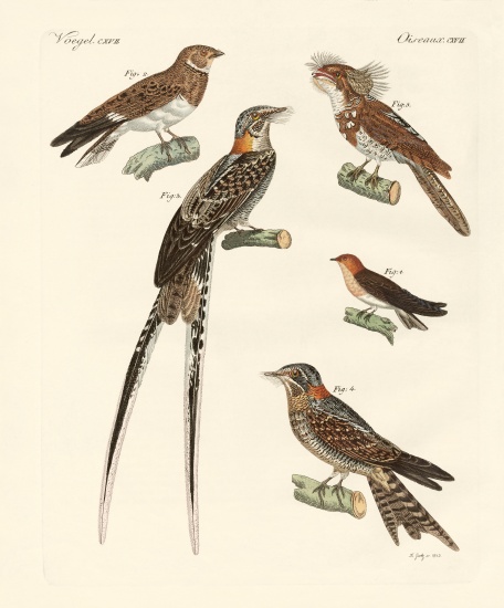 Swallow-like birds de German School, (19th century)