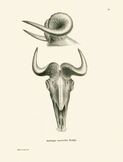 takin skull de German School, (19th century)