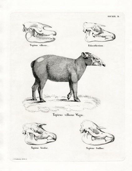Tapir Skulls de German School, (19th century)